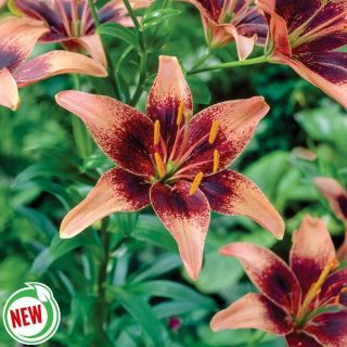 Whistler Lily Thumbnail